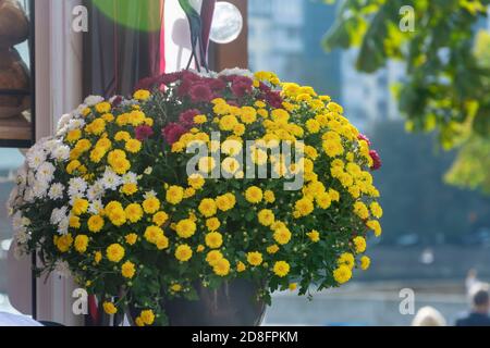 Bouquet autunnale di crisantemi sulla finestra. Grande pila di fiori gialli, rossi e bianchi. Messa a fuoco selettiva, vista nebbia. Foto Stock