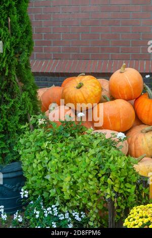 Mazzo di zucche gialle mature nel villaggio. Buon raccolto in autunno. Foto Stock