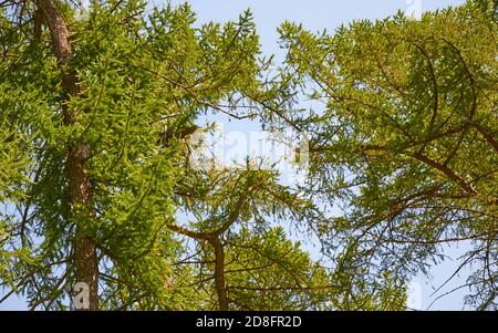 In estate gli alberi di conifere si coronano contro il cielo blu Foto Stock