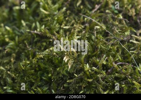 Moss (Hypnum cupressiforme) Immagine ravvicinata di messa a fuoco locale Foto Stock