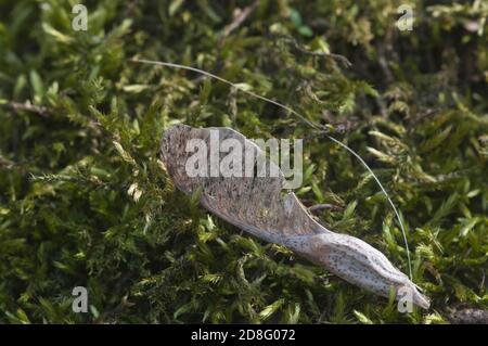 Moss (Hypnum cupressiforme) Immagine ravvicinata di messa a fuoco locale Foto Stock