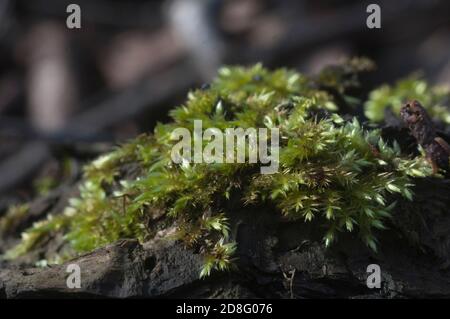 Moss (Hypnum cupressiforme) Immagine ravvicinata di messa a fuoco locale Foto Stock