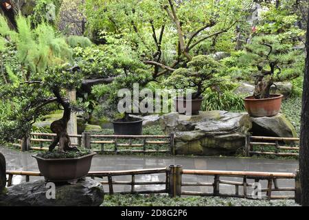 Chengdu, Chengdu, Cina. 30 Ott 2020. IL Tempio DI CINA-Wuhou a Chengdu, provincia di Sichuan, spesso mancato dai turisti, è un'arte del 'Sichuan bonsai', che fa sì che la gente voglia sollevare un piatto. Credit: SIPA Asia/ZUMA Wire/Alamy Live News Foto Stock