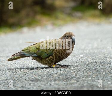 Primo piano ritratto di un uccello Kea, pappagallo alpino della Nuova Zelanda, Isola del Sud Nuova Zelanda Foto Stock