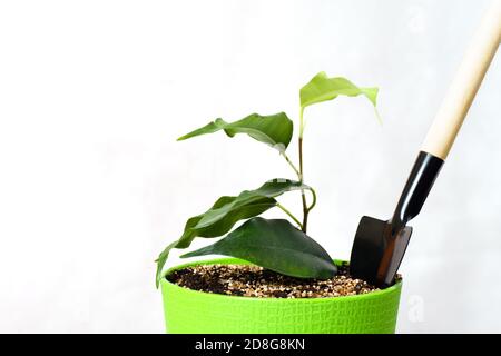 Germogliare o piantare in una pentola di plastica verde e una pala per la cura delle piante, isolato su sfondo bianco Foto Stock