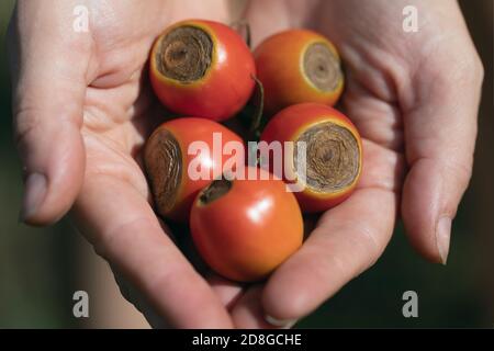 Pomodoro malato di frutta affetta da malattia vertice di marciume. Foto Stock