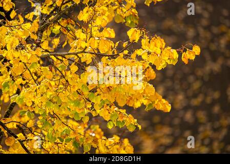 Primo piano di rami di alberi con foglie di autunno giallo brillante Foto Stock