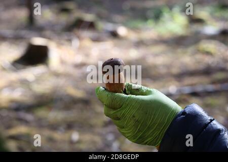 Boletus nelle mani di un selezionatore di funghi Foto Stock