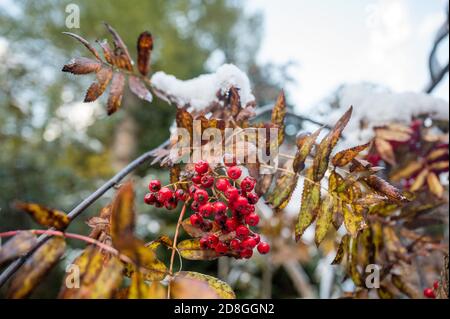 bacche rosse su cespuglio nella prima neve Foto Stock