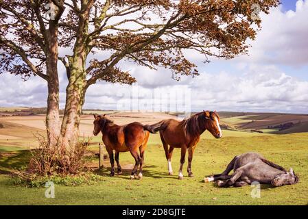 Cinque pony selvaggi sul Cissbury Ring sul South Downs con colline ondulate e terreni agricoli nel West Sussex, Inghilterra, Regno Unito Foto Stock