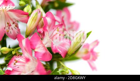 Sfondo floreale. Bouquet di fiori di Alstroemeria in piena fioritura. Fiori rosa di Alstroemeria Foto Stock