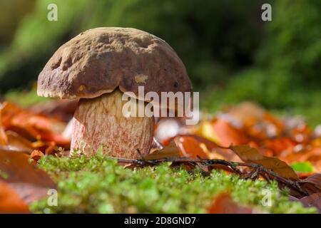 Scarletina Bolete, Boletus luridiformis o Boletus erythropus o Neoboletus praestigiator, che crescono selvatiche su Un terreno boschivo tra le foglie. REGNO UNITO Foto Stock