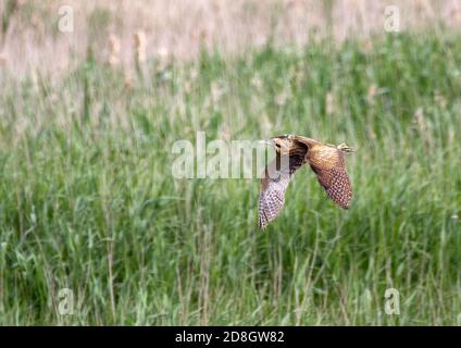 Bittern che sorvola il letto di canna Foto Stock