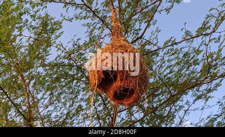 Nido di uccello appeso da un ramo dell'albero a Jaipur, India. Foto Stock