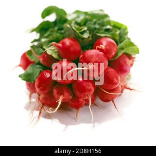 Fascio di ravanelli freschi fotografati su sfondo bianco Foto Stock