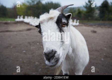 Capra con corna grandi e occhi gialli. Capra divertente guardando in macchina fotografica. Bestiame. Capra che pascolano su pascolo. Ritratto animale. Foto Stock