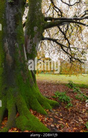 Faggio in autunno, fotografato in una giornata piovosa. Alcune sfocature del movimento sulle lamelle, messa a fuoco sul tronco. Foto Stock