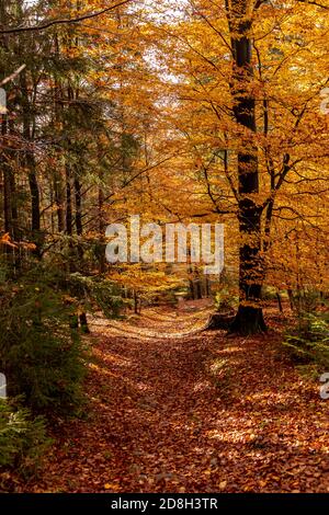 autunno in altopiano, repubblica ceca Foto Stock