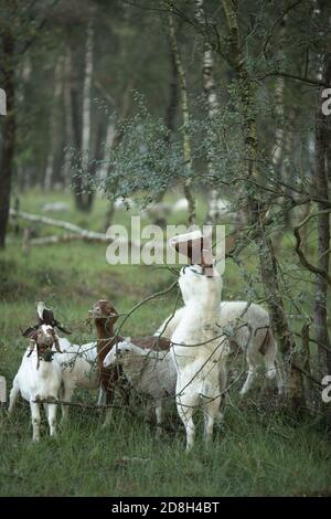 Capre in foresta di alberi di betulla prato Foto Stock