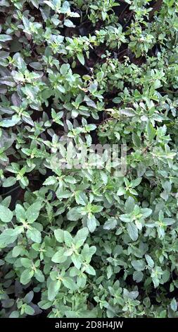 Vista panoramica del Santo basilico, Ocimum tenuiflorum chiamato anche piante tulsi Foto Stock