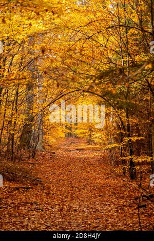 autunno in altopiano, repubblica ceca Foto Stock