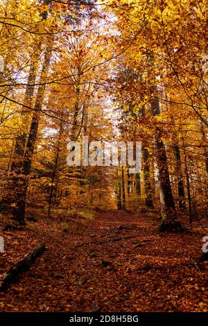 autunno in altopiano, repubblica ceca Foto Stock