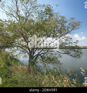 Valle Bagliona (Ro),Delta del po,Italia,vista sulle acque del Walley Foto Stock