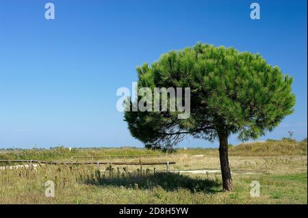 Valle Bagliona (Ro),Delta del po,Italia,un pino Foto Stock