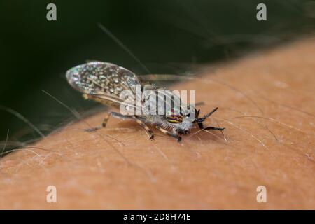 Regenbresse, Regen-Bremse, Regenbogenbresse, Regenbogen-Bremse, Blinde Fliege, Gewitterbresse, Bremse, Haematopota pluvialis, sticht in menschlichen A. Foto Stock