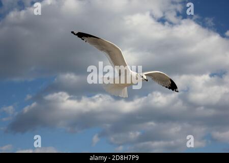 VOLARE Foto Stock