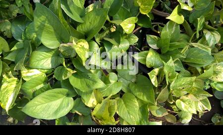 Epipremnum aureum o pothos dorato o pianta di denaro anche chiamato come vite d'argento, Salomone Isole edera, regina di marmo, e vite di taro Foto Stock