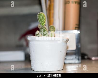 L'opuntia microdasys (ali d'angelo, spighe bunny cactus, bunny cactus o polka-dot cactus) è una specie di pianta fiorita della famiglia dei cactus Cactaceae Foto Stock