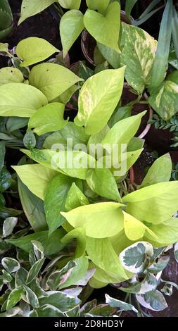 Epipremnum aureum o pothos dorato o pianta di denaro anche chiamato come vite d'argento, Salomone Isole edera, regina di marmo, e vite di taro Foto Stock