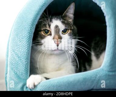 Un gatto shorthair con alunni dilatati che sbirciano da un letto di gatto coperto Foto Stock