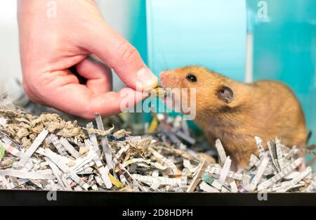 Un criceto siriano in una gabbia piena di grattugiato carta che riceve un trattamento da una persona Foto Stock