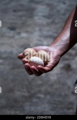tenere a mano tre uova fresche Foto Stock
