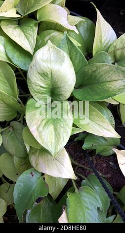 Epipremnum aureum o pothos dorato o pianta di denaro anche chiamato come vite d'argento, Salomone Isole edera, regina di marmo, e vite di taro Foto Stock