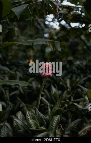 Una torcia di zenzero fiore in una lussureggiante foresta tropicale Foto Stock