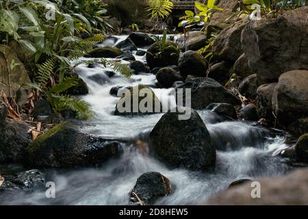Un piccolo fiume scorre tra rocce e felci in un'atmosfera di foresta, verde e umida Foto Stock