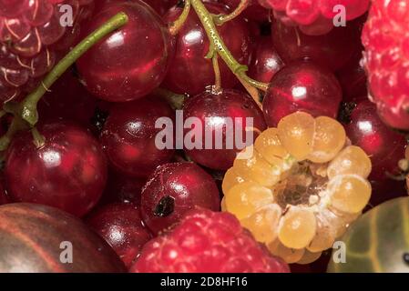 Frutta fresca, ribes, frutti di bosco, lamponi rossi e gialli. Prelibatezze estive e primaverili direttamente dal giardino. Cibo sano. Colorato, gustoso Foto Stock