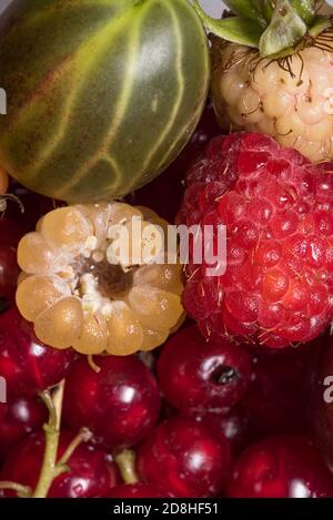 Frutta fresca, ribes, frutti di bosco, lamponi rossi e gialli. Prelibatezze estive e primaverili direttamente dal giardino. Cibo sano. Colorato, gustoso Foto Stock