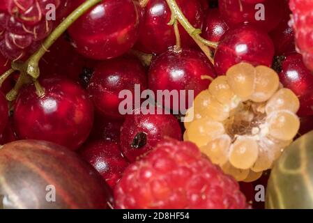 Frutta fresca, ribes, frutti di bosco, lamponi rossi e gialli. Prelibatezze estive e primaverili direttamente dal giardino. Cibo sano. Colorato, gustoso Foto Stock