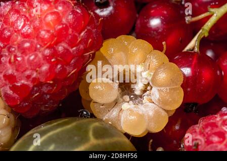 Frutta fresca, ribes, frutti di bosco, lamponi rossi e gialli. Prelibatezze estive e primaverili direttamente dal giardino. Cibo sano. Colorato, gustoso Foto Stock