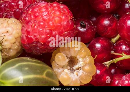 Frutta fresca, ribes, frutti di bosco, lamponi rossi e gialli. Prelibatezze estive e primaverili direttamente dal giardino. Cibo sano. Colorato, gustoso Foto Stock