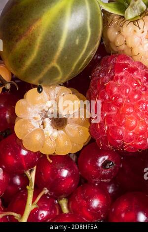 Frutta fresca, ribes, frutti di bosco, lamponi rossi e gialli. Prelibatezze estive e primaverili direttamente dal giardino. Cibo sano. Colorato, gustoso Foto Stock