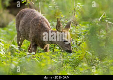 Capriolo (Capreolus x2) femmina non antlers nativo della Gran Bretagna più piccolo di cervo rosso. Habitat del bosco nella riserva naturale. Cappotto marrone grigio rossastro. Foto Stock