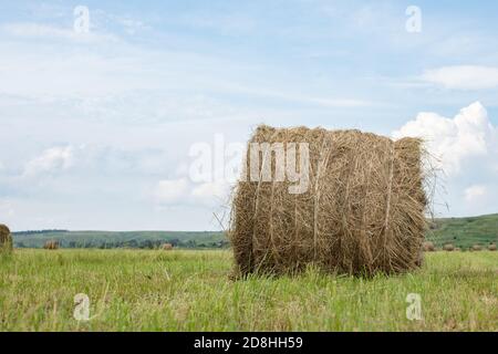 Balla di fieno contorta sullo sfondo di un cielo azzurro limpido, idilliaco paesaggio rurale, raccolto estivo in azienda Foto Stock