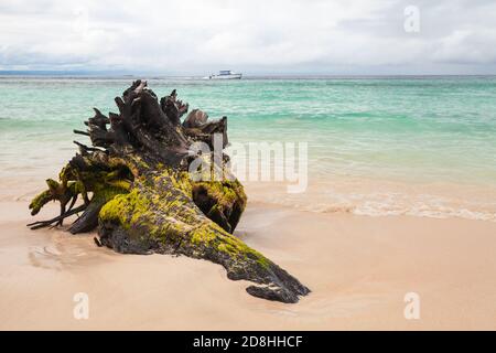 Vecchio driftwood con alghe si trova su una spiaggia vuota. Costa atlantica dell'oceano, repubblica Dominicana. Baia di Samana Foto Stock
