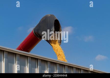 Mietitrebbia che carica il dumper per granella con i chicchi di mais durante la mietitura. Concetto di agricoltura importazione, esportazione ed etanolo. Foto Stock