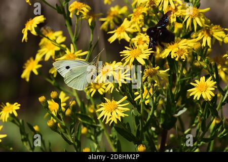 Macro fotografia di un paio di esemplari di grande bianco, chiamato anche farfalla di cavolo, bianco di cavolo (Pieris brassicae), farfalla del pugnaletto di Pieridae Foto Stock